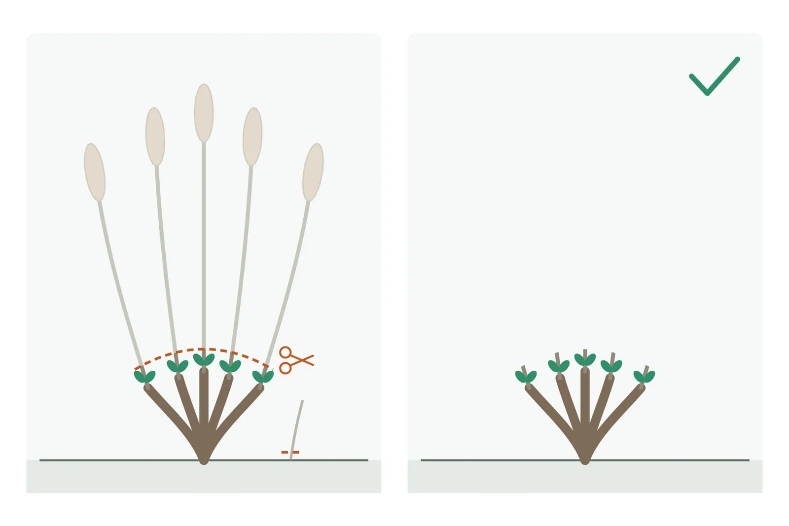 Schema: links een vlinderstruik met de lange bloeistengels van vorig jaar en hun uitgebloeide bloeiaren; er wordt zo geknipt dat er één of twee knoppen boven het houtige gestel blijven staan, en een dunne stengel gaat helemaal weg. Rechts blijft een laag, houtig gestel met korte stompjes over.