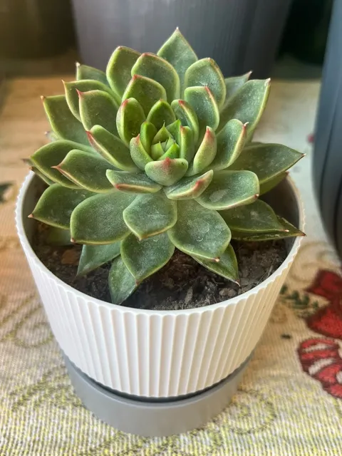 Beyaz yivli saksıda Echeveria, kenarları hafif kırmızı yapraklardan rozet