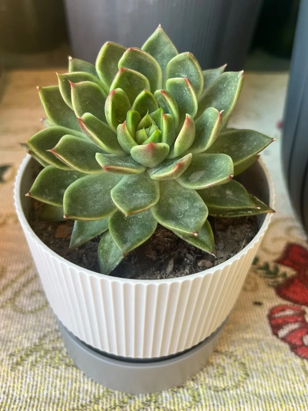 Beyaz yivli saksıda Echeveria, kenarları hafif kırmızı yapraklardan rozet