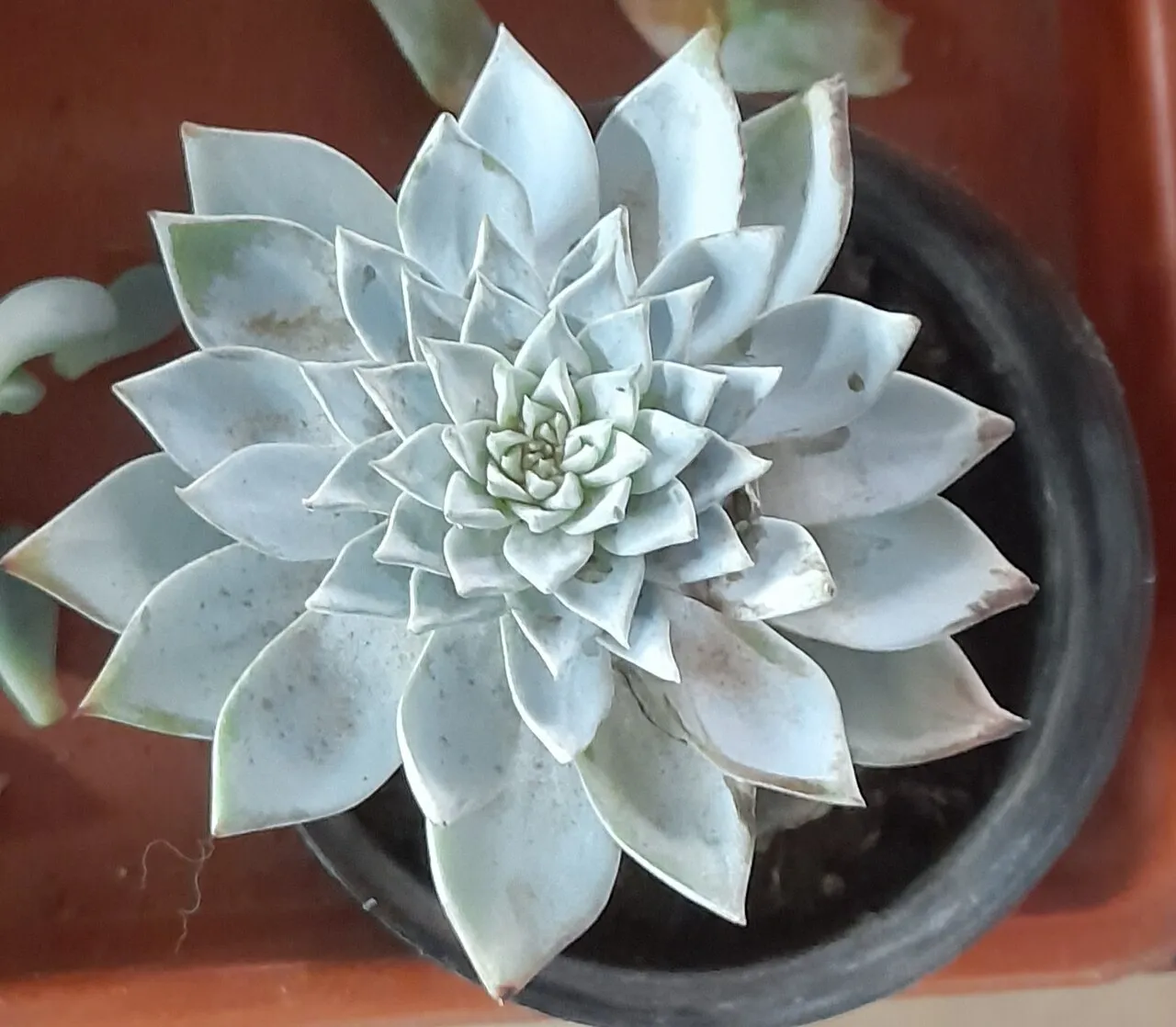 Gümüşi rozet yapraklı Echeveria sukulenti