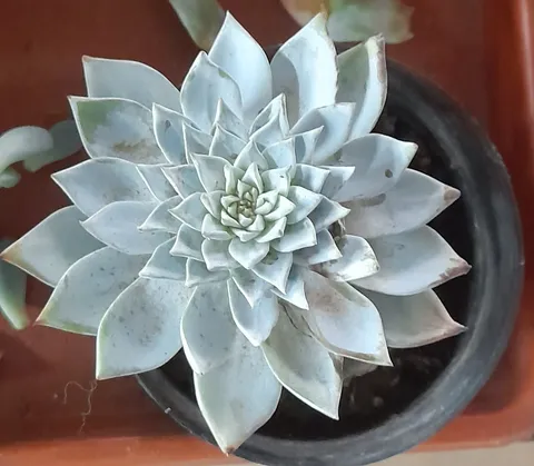 Gümüşi rozet yapraklı Echeveria sukulenti