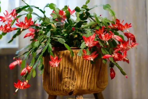 Rustik saksıda çiçek açmış kırmızı yılbaşı kaktüsü (Schlumbergera), sarkan segmentli yapraklar